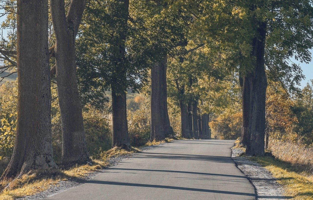 trees, road, nature